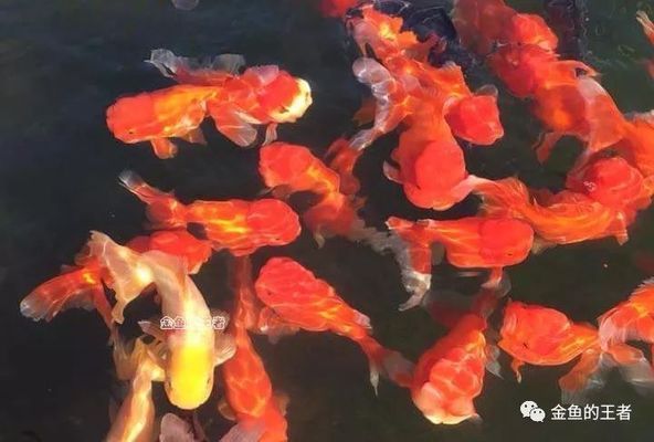 赤焰紅龍魚繁殖方法（關(guān)于赤焰紅龍魚的問題） 水族問答