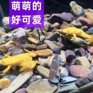 龍魚飼料哪個牌子好用又便宜（好用又便宜的龍魚飼料品牌） 龍魚百科 第5張