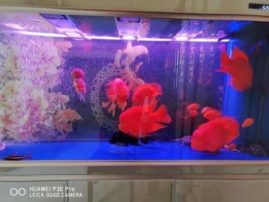 駐馬店水族館:關(guān)于小魚(yú)過(guò)水的問(wèn)題 祥龍傳奇品牌魚(yú)缸