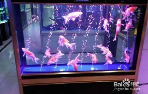 臺(tái)州水族館:斑馬貝劍沙能混養(yǎng)金波子嗎？或者還能混點(diǎn)別的嗎？ 龍魚專用燈