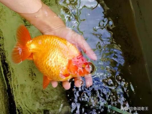 上海水族館:巴西亞觀賞魚價格