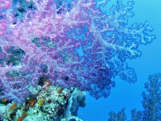 和田水族批發(fā)市場:各位大神問題來了 觀賞魚水族批發(fā)市場