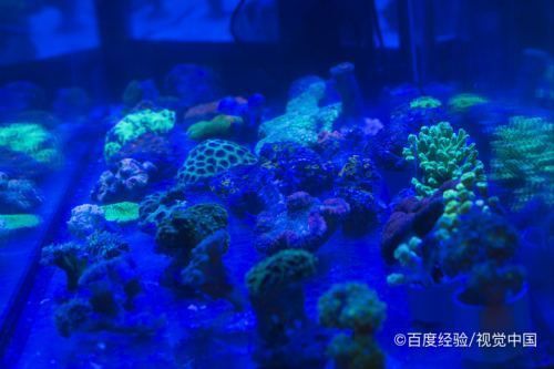 怎樣讓魚(yú)缸的水清亮（如何正確使用魚(yú)缸絮凝劑）