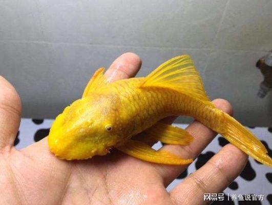 成都金龍魚專銷店營業(yè)時間 水族問答