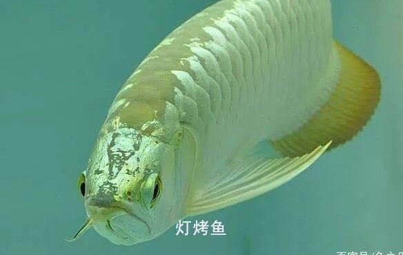 隴西縣海寶魚行（甘肅省定西市隴西縣海寶魚行）