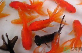 魚缸養(yǎng)幾條魚吉利招財(cái)呀（魚缸養(yǎng)魚數(shù)量指南魚缸養(yǎng)魚招財(cái)方法大全風(fēng)水魚養(yǎng)殖注意事項(xiàng)） 龍魚百科 第6張