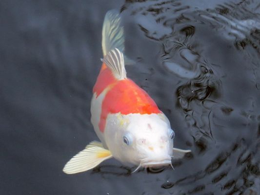 紅龍魚(yú)一天開(kāi)燈多長(zhǎng)時(shí)間（紅龍魚(yú)光照強(qiáng)度選擇）