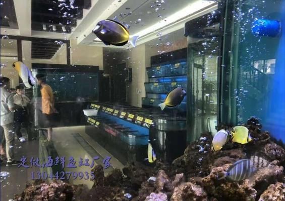 彩虹雷龍魚飼料選擇指南（彩虹雷龍魚在成長的不同階段需要什么樣的飼料類型？） 水族問答