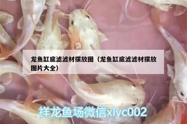 金龍魚魚缸過濾材料擺放順序圖（金龍魚魚缸的過濾材料擺放順序）