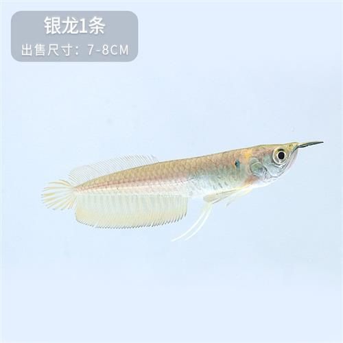 黃化白子銀龍魚資料（關(guān)于黃化白子銀龍魚的一些詳細(xì)資料） 龍魚百科 第5張