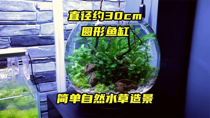 園形魚缸造景（圓形魚缸混養(yǎng)搭配技巧） 龍魚百科 第3張