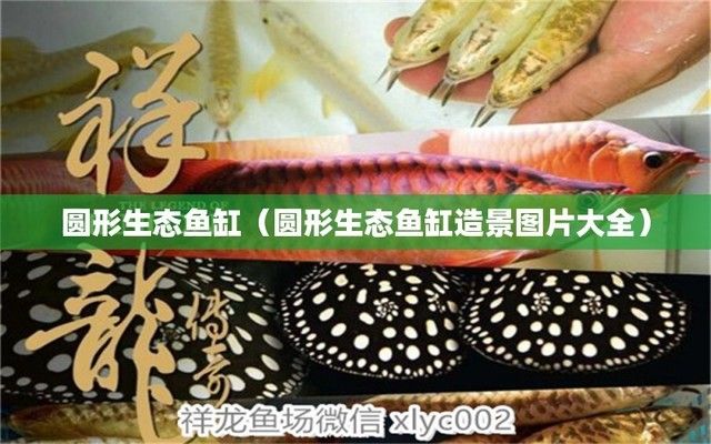 園形魚缸造景（圓形魚缸混養(yǎng)搭配技巧） 龍魚百科 第1張