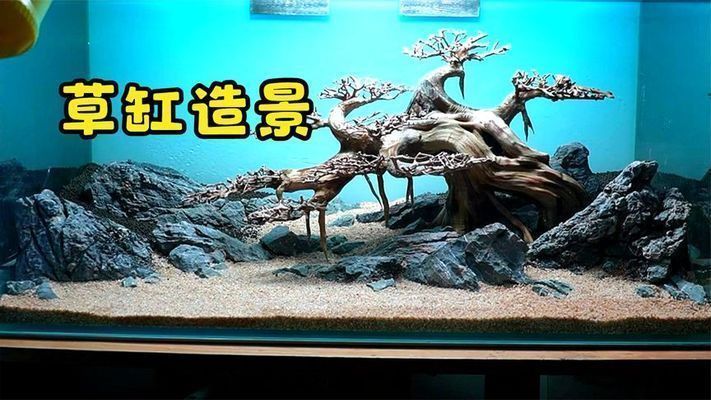 布都赤焰龍魚與其他龍魚區(qū)別（-布都赤焰龍魚與其他龍魚在外觀上有哪些不同） 水族問答