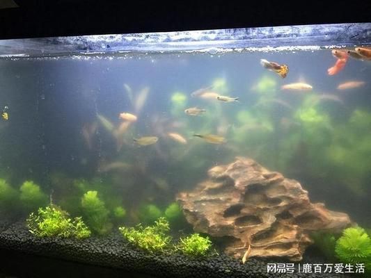 不同游戲金龍魚釣法（金龍魚釣法中浮漂的調(diào)整對釣魚效果有何影響，如何判斷魚兒上鉤的信號） 水族問答