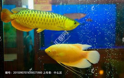 博特龍魚(yú)缸用戶(hù)改造案例（博特龍魚(yú)缸用戶(hù)改造案例中如何確保水質(zhì)的穩(wěn)定和清潔） 水族問(wèn)答