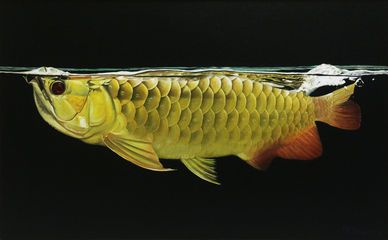 龍魚(yú)是什么樣（如何辨別龍魚(yú)健康狀況，龍魚(yú)繁殖技巧分享）