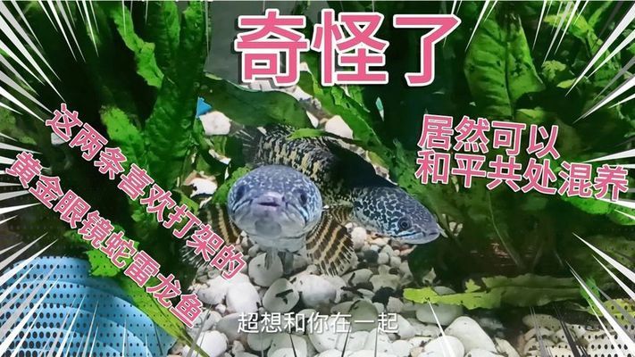 黃金眼鏡蛇雷龍魚能混養(yǎng)嗎（黃金眼鏡蛇雷龍魚可以與其他魚類混養(yǎng)嗎） 龍魚百科 第2張