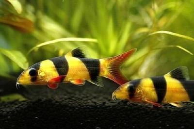 紅龍魚(yú)尾巴發(fā)白怎么辦?。t龍魚(yú)尾巴發(fā)白可能由多種原因引起） 龍魚(yú)百科 第4張