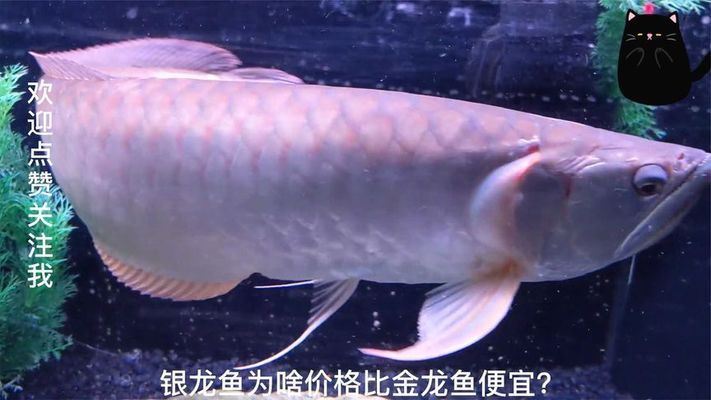 金龍魚銀龍魚價格（金龍魚和銀龍魚的價格）