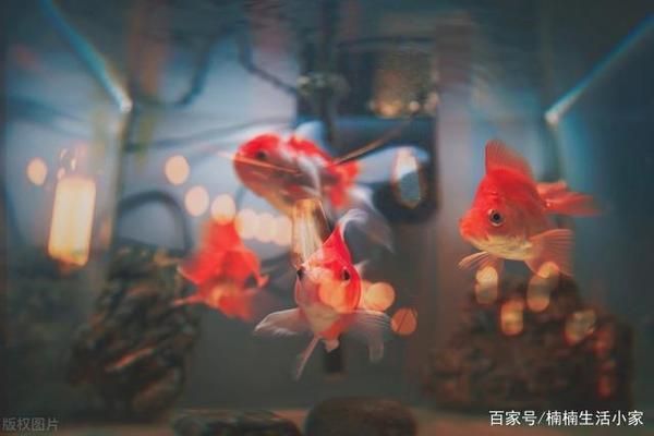 北京龍魚養(yǎng)殖市場行情分析（北京龍魚養(yǎng)殖市場有哪些新興的商業(yè)模式或創(chuàng)新商業(yè)模式） 水族問答