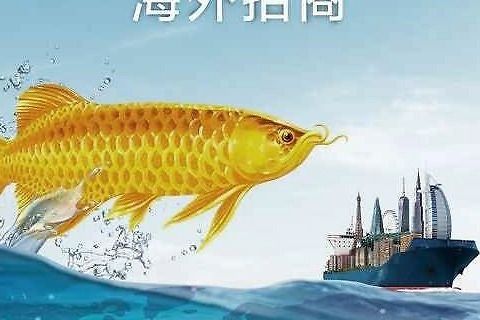 北京龍魚市場特殊商品供應(yīng)商（北京龍魚市場特殊商品供應(yīng)商通常提供哪些獨(dú)特品種的龍魚？） 水族問答