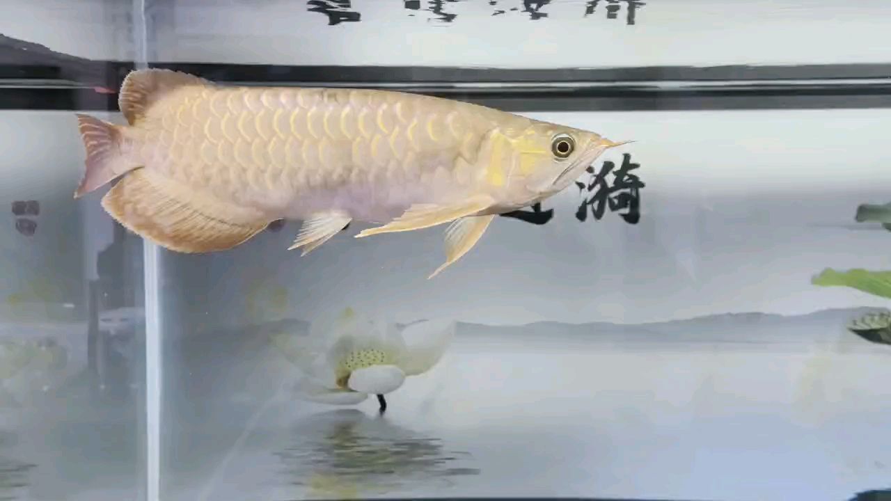 堅(jiān)持愛好（開心過好每一天，喂魚）