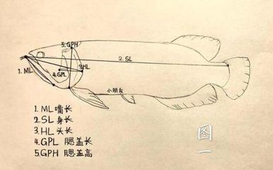 龍魚尺寸怎么量（如何測量龍魚的尺寸） 龍魚百科 第5張