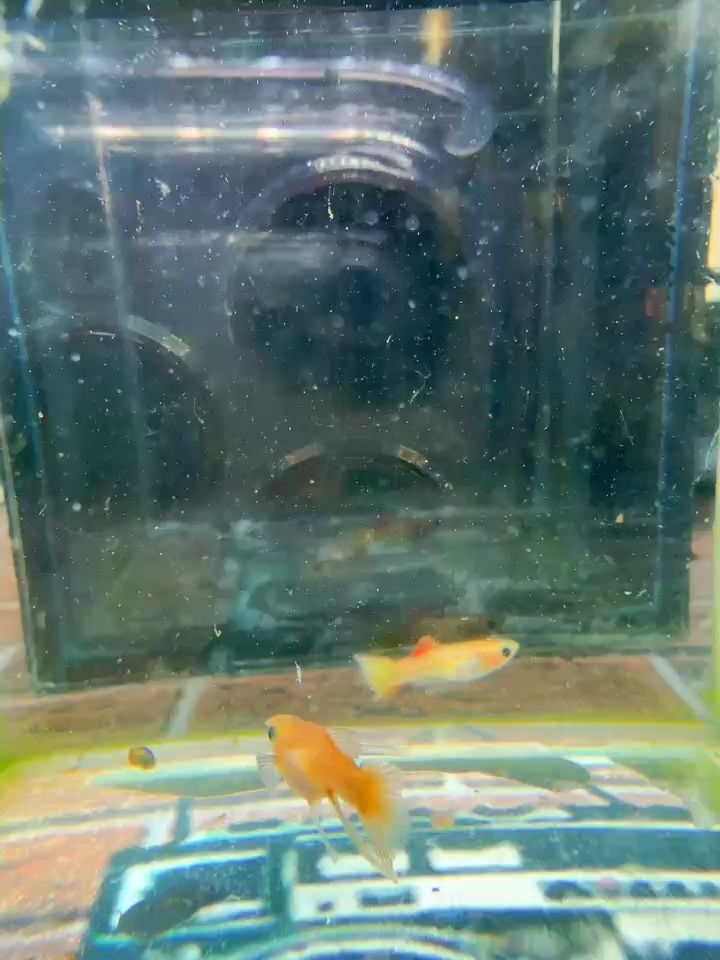 皇家日落玻璃貓大c孔雀魚#孔雀魚 #高端孔雀魚#稀有孔雀魚（皇家日落玻璃貓大c孔雀魚）