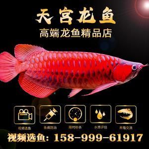 紅龍魚需要打氧嗎怎么打（紅龍魚打氧的正確方法是什么紅龍魚打氧的最佳時間） 龍魚百科 第5張