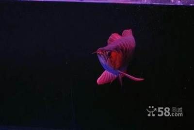 紅龍魚一年能長多少公分（如何提高紅龍魚生長速度，紅龍魚飼料選擇指南）