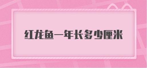 紅龍魚一年能長多少公分（如何提高紅龍魚生長速度，紅龍魚飼料選擇指南）