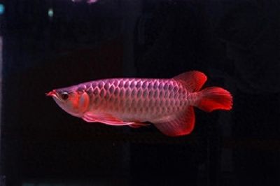 紅龍魚幾年成年（如何改善紅龍魚水質(zhì)，紅龍魚飼料選擇指南）