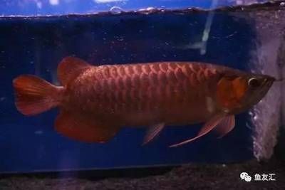 紅色的龍魚多少錢一條（紅色龍魚的價格因其品種、品相、稀缺性和飼養(yǎng)條件等因素有差異）