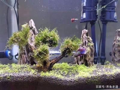 魚缸長期不換水的危害（如何改善魚缸水質(zhì)） 龍魚百科 第5張