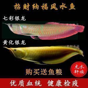 黃化龍魚百度百科（黃化龍魚養(yǎng)殖技術(shù)分享黃化龍魚飼養(yǎng)環(huán)境要求）