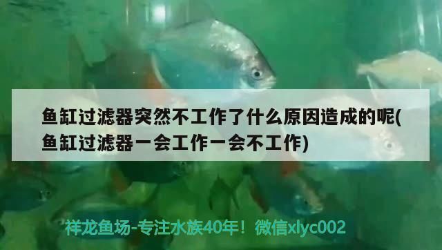 寶龍魚(yú)缸與其他品牌的比較（關(guān)于寶龍魚(yú)缸的問(wèn)題） 水族問(wèn)答