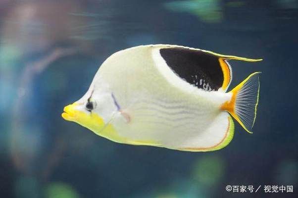 熱帶魚魚缸怎么裝飾（熱帶魚缸水草養(yǎng)護技巧） 龍魚百科 第3張