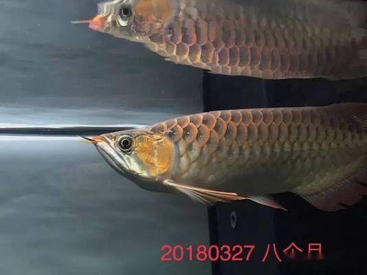 龍魚魚苗吃什么長(zhǎng)得快（如何自制龍魚魚苗飼料，龍魚魚苗適宜水溫范圍，龍魚魚苗活餌安全處理方法）