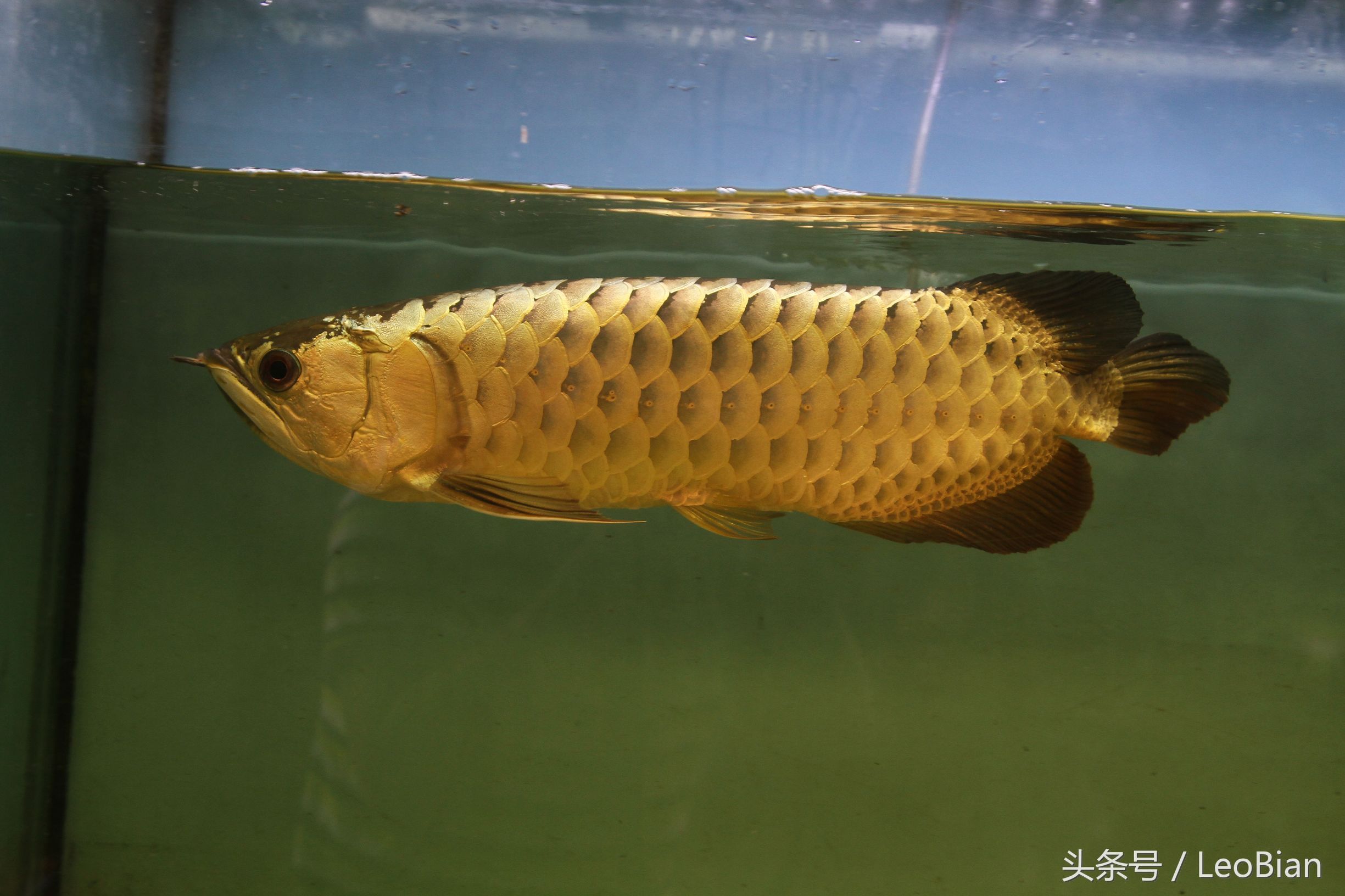 金龍魚(yú)底色什么時(shí)候能看出來(lái)（金龍魚(yú)底色的顯現(xiàn)時(shí)間） 龍魚(yú)百科 第5張