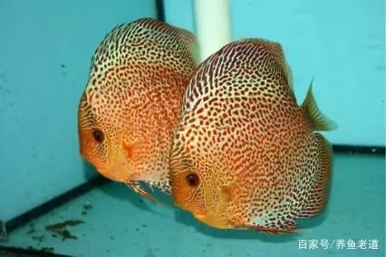 金龍魚背上發(fā)黑是什么原因呢（金龍魚背上發(fā)黑可能由多種原因引起金龍魚身體發(fā)黑） 龍魚百科 第5張