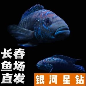 南京金龍魚（南京金龍魚分公司招聘崗位） 龍魚百科 第2張