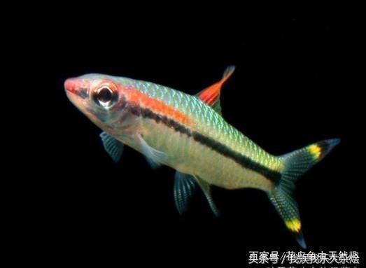 魚缸魚品種（如何挑選健康的錦鯉孔雀魚繁殖技巧介紹）