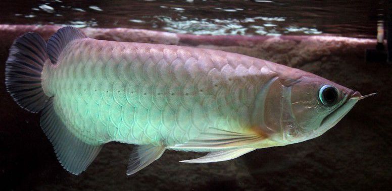 什么龍魚好看又便宜又好養(yǎng)又好養(yǎng)（美洲龍魚與金龍魚對比，澳洲龍魚飼養(yǎng)難點解析） 龍魚百科 第5張