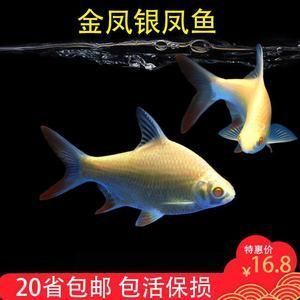 金龍魚(yú)和元寶哪個(gè)好（金龍魚(yú)和元寶哪個(gè)品牌好）