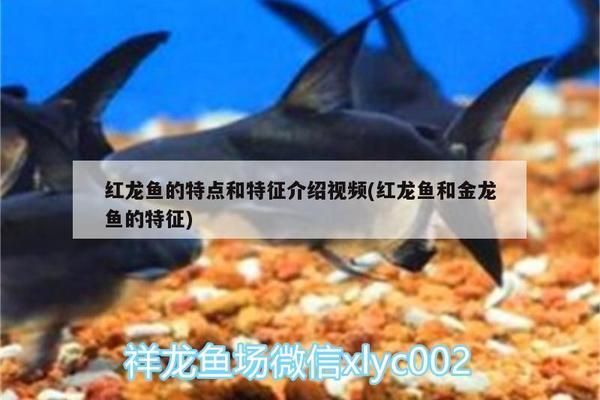 魚缸水渾濁放魚樂寶有用嗎（如何正確維護(hù)魚缸過濾系統(tǒng)魚缸水質(zhì)監(jiān)測的最佳實(shí)踐） 龍魚百科 第4張