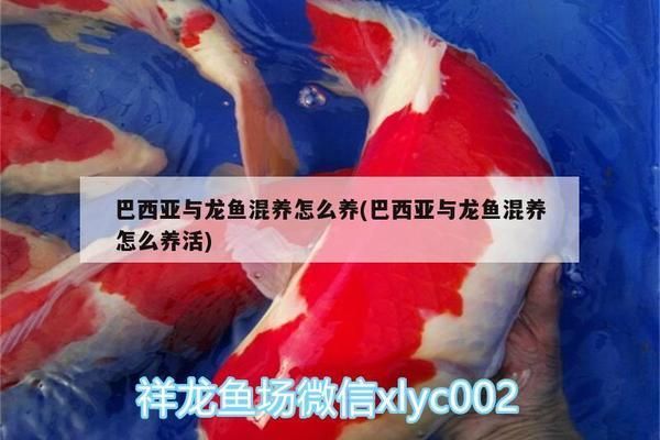 龍魚跟巴西亞混養(yǎng)（龍魚與巴西亞魚混養(yǎng)是可行的但需要考慮多種因素及疾病防控） 龍魚百科 第3張