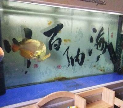 龍魚缸配什么底層魚好（龍魚缸底層魚混養(yǎng)注意事項） 龍魚百科 第3張