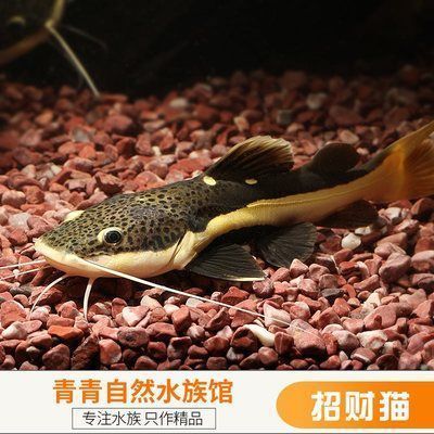 龍魚缸配什么底層魚好（龍魚缸底層魚混養(yǎng)注意事項） 龍魚百科 第2張