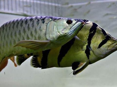 龍魚高檔配魚都有什么（適合與龍魚混養(yǎng)的幾種高檔配魚） 龍魚百科 第2張