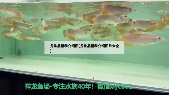 龍魚寬身與長身的區(qū)別（寬身龍魚與長身龍魚的區(qū)別） 龍魚百科 第3張